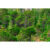 GL 24X36 SCENERY 111 PM