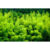 GL 24X36 SCENERY 115 PM