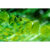 GL 24X36 SCENERY 116 PM