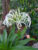Cape Lilly ต้นพลับพลึง