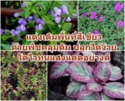 แต่งเติมพื้นที่สีเขียว ด้วยพืชคลุมดิน ปลูกได้ง่าย โตไวทนแสงแดดอย่างดี