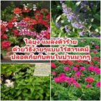 ไล่ยุง แมลงตัวร้าย ด้วยวิธีง่ายๆแบบไร้สารเคมี ปลอดภัยกับคนในบ้านมากๆ